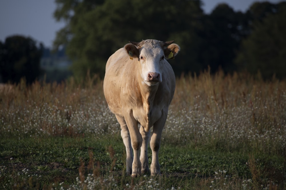 white cow on green grass field during daytime