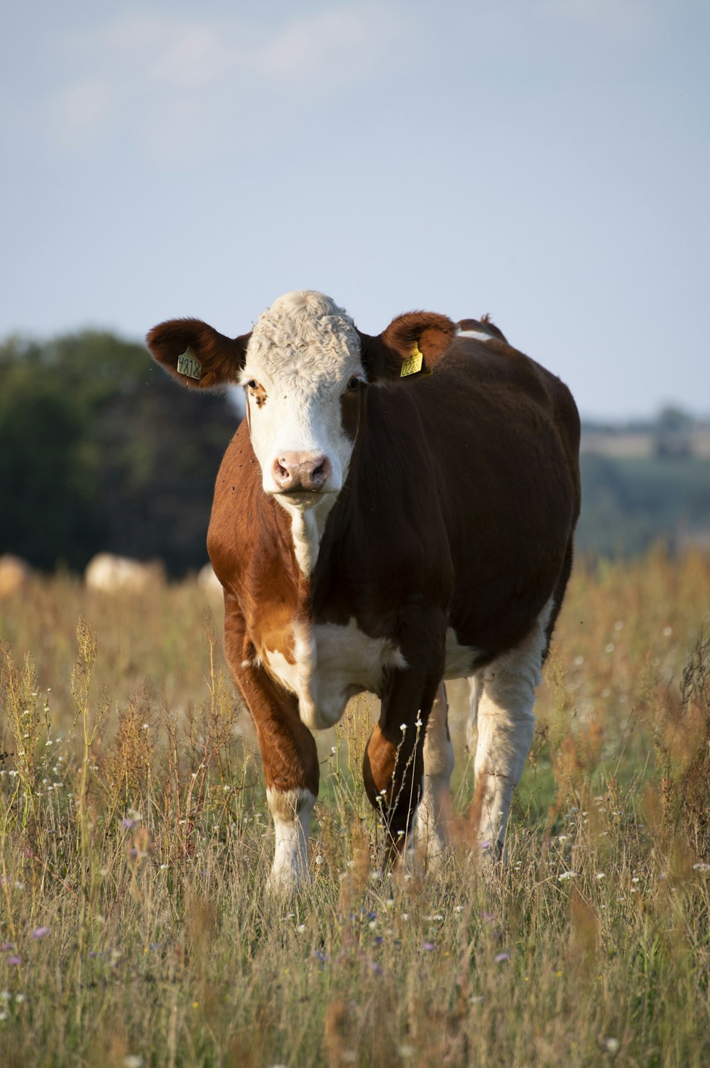 brown and white cow on brown grass field during daytime
