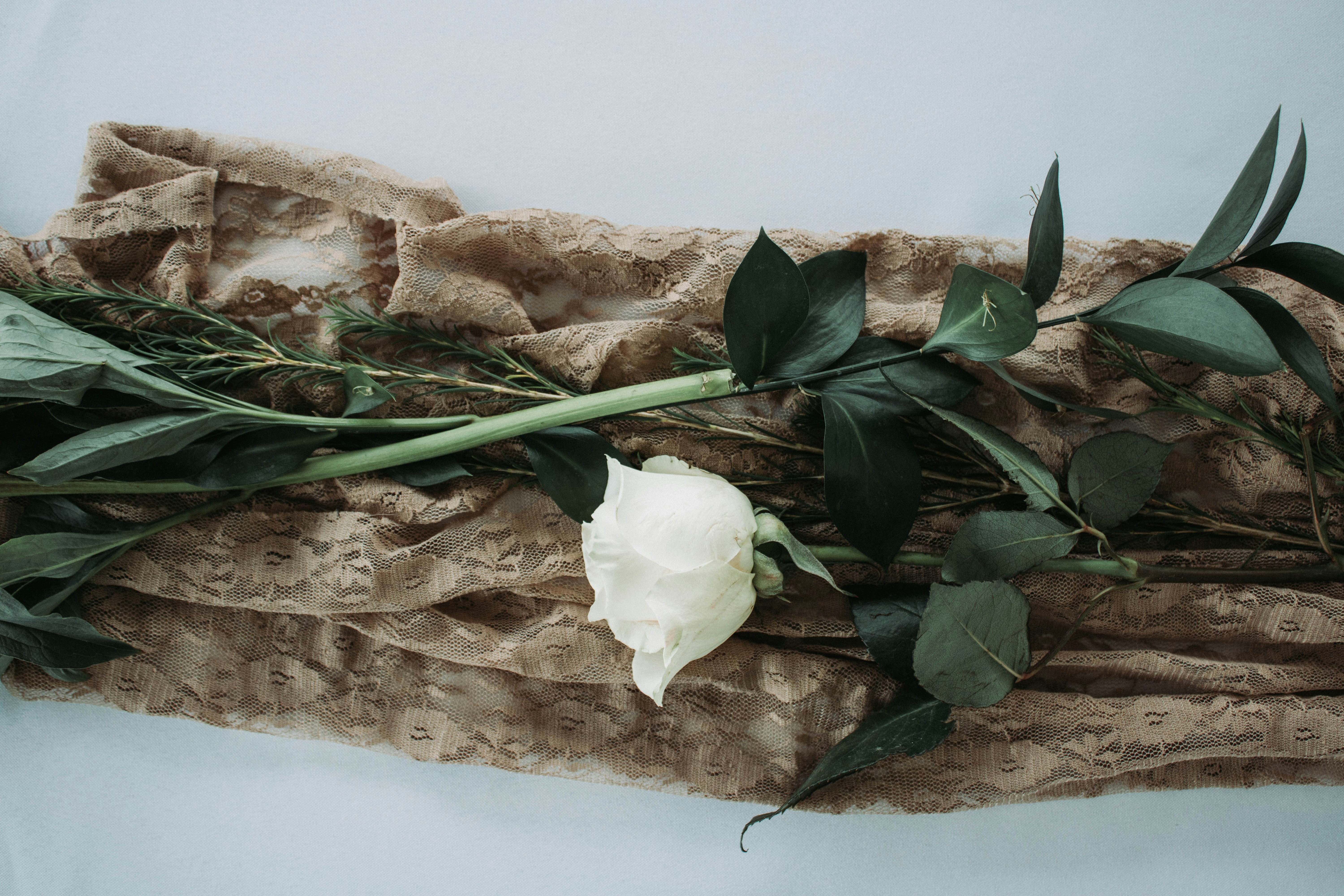 white rose on brown rock