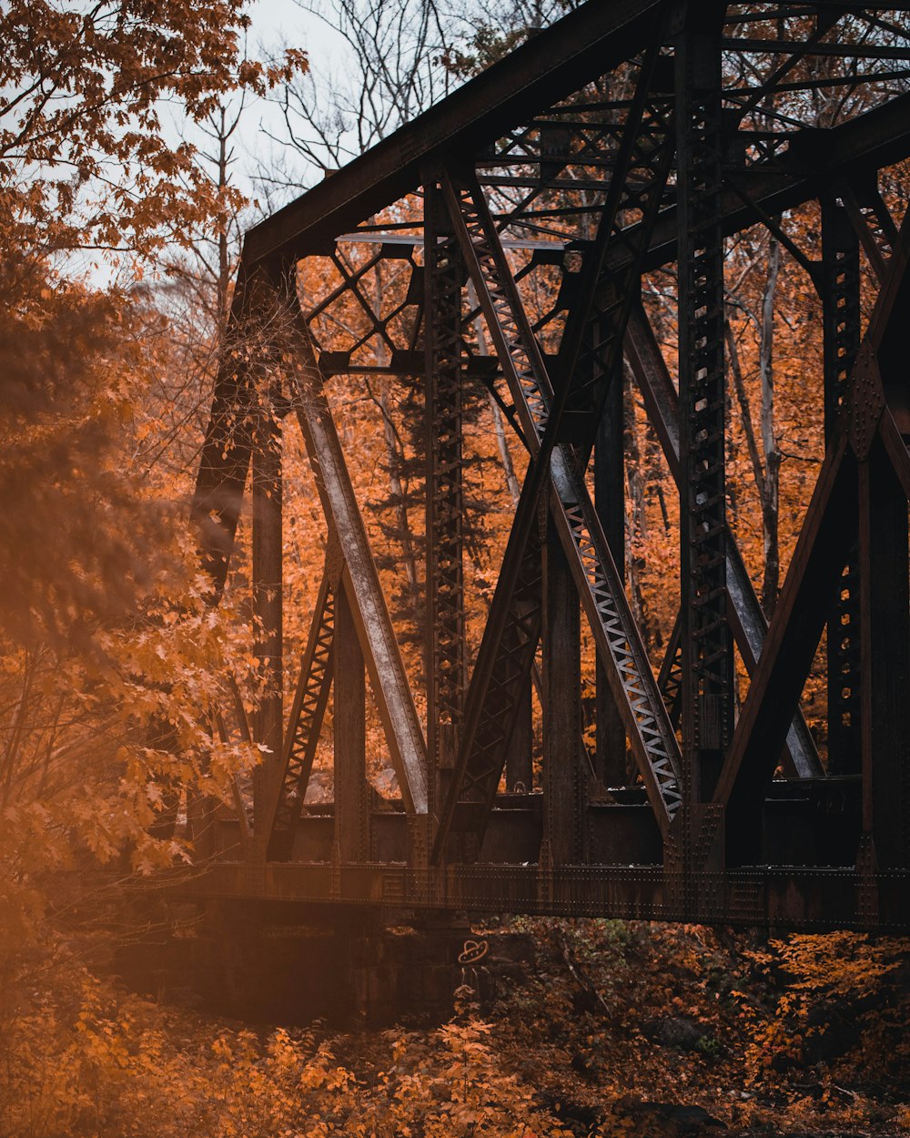 a train bridge in the middle of a forest