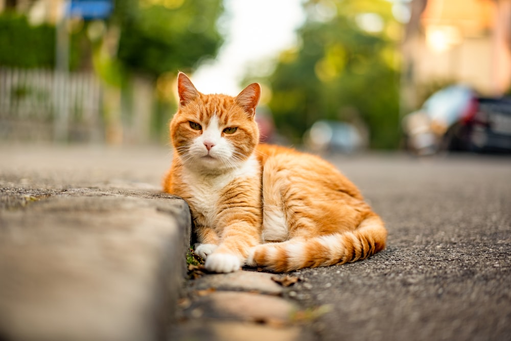 orange tabby cat lying on concrete floor during daytime