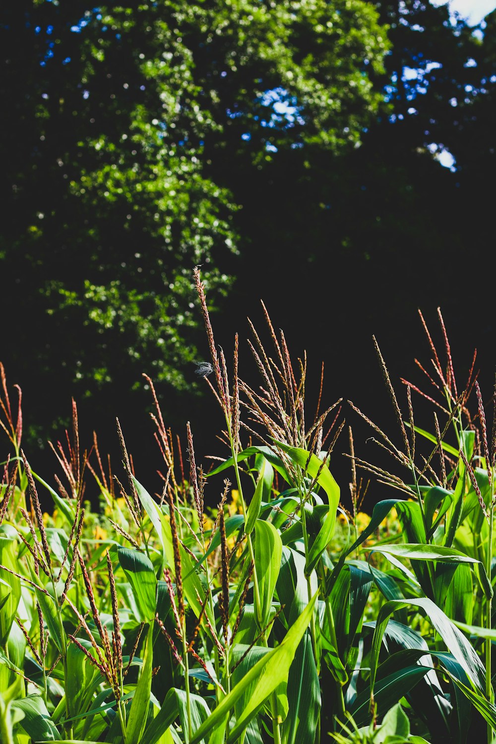 green grass field during daytime