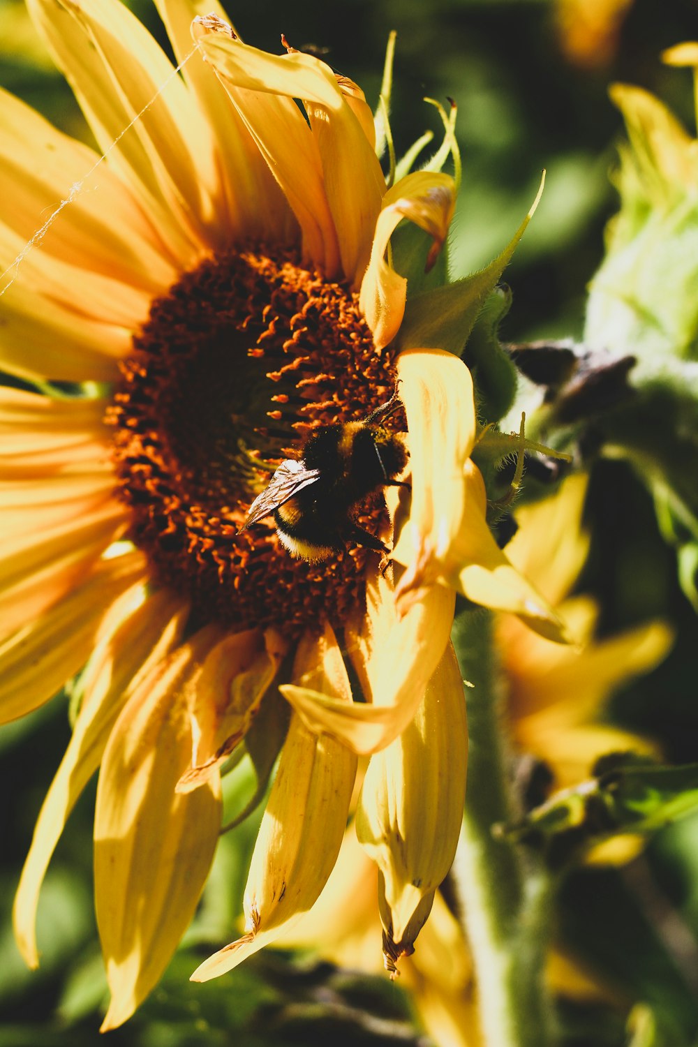 black and yellow bee on yellow sunflower