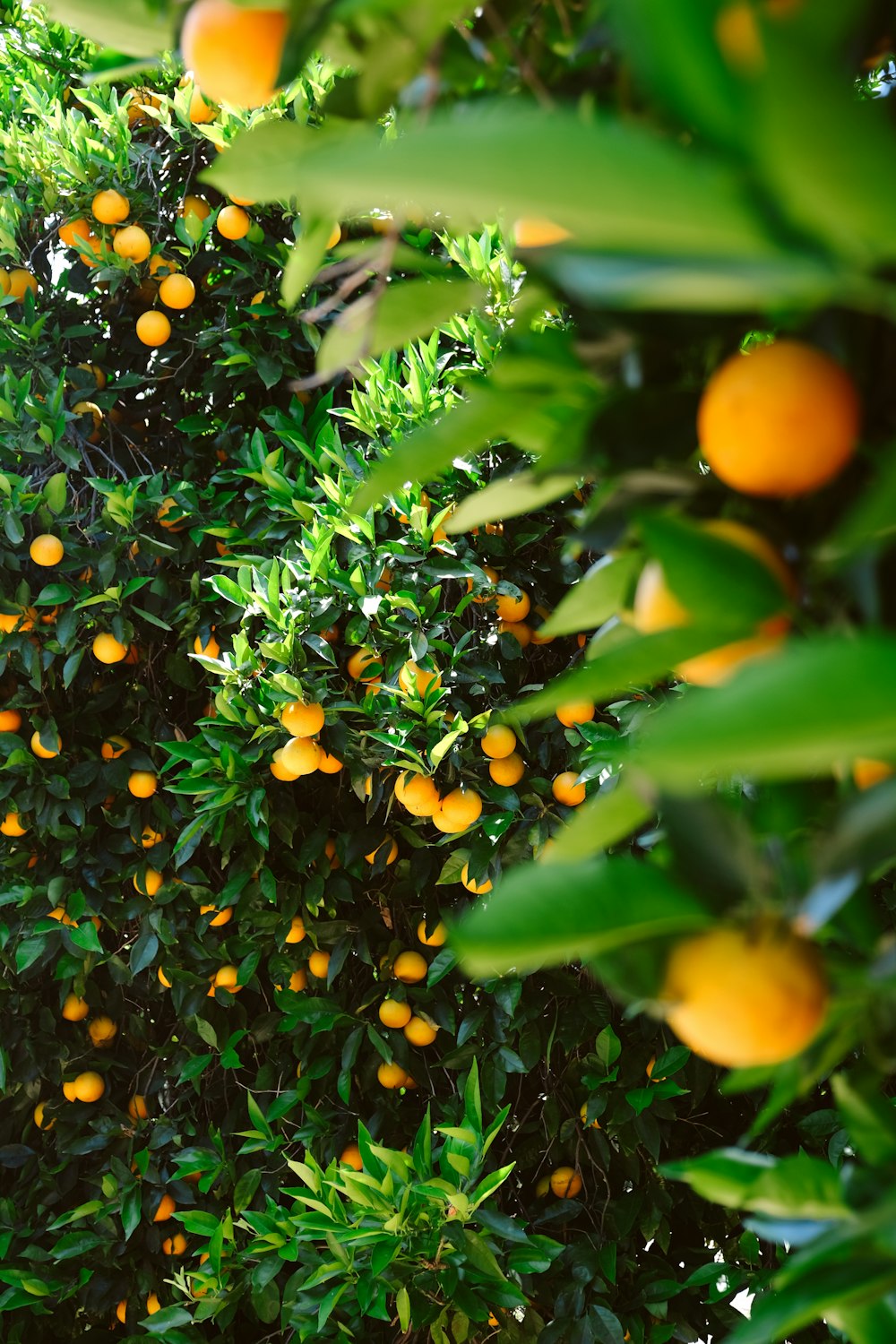 orange fruits on green leaves