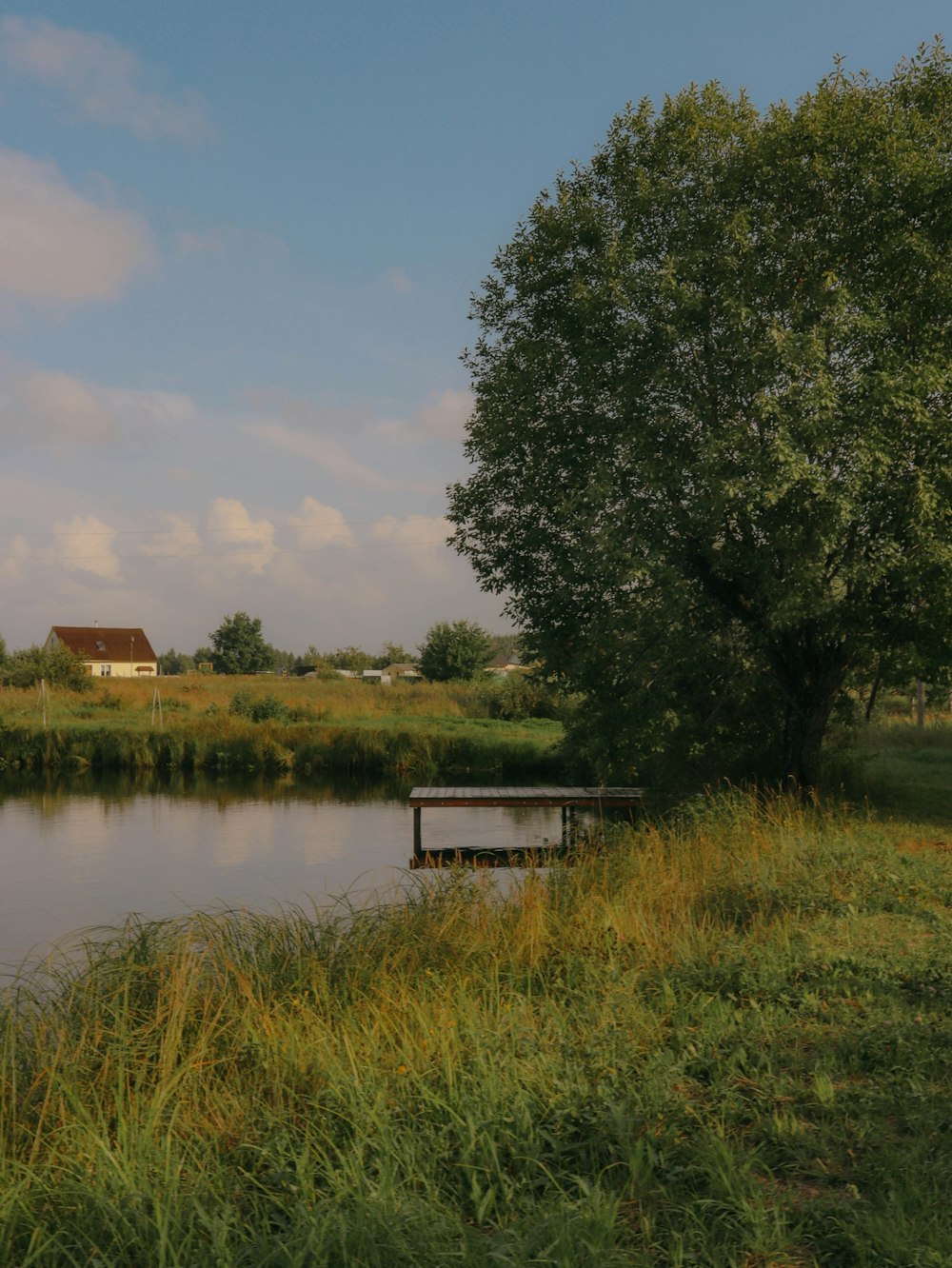 green trees beside lake under blue sky during daytime