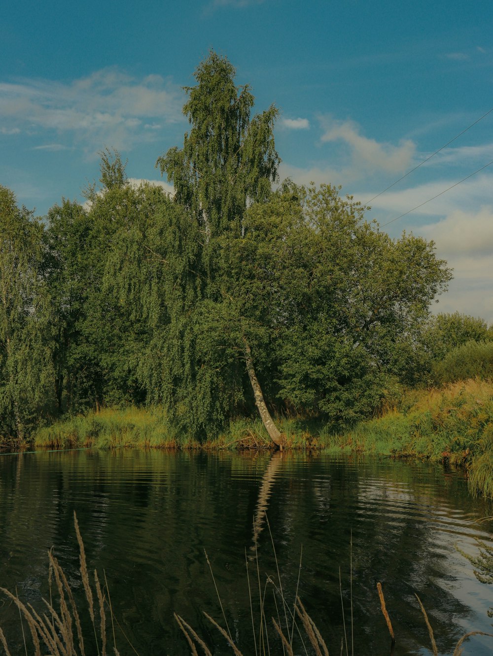 green trees beside river during daytime