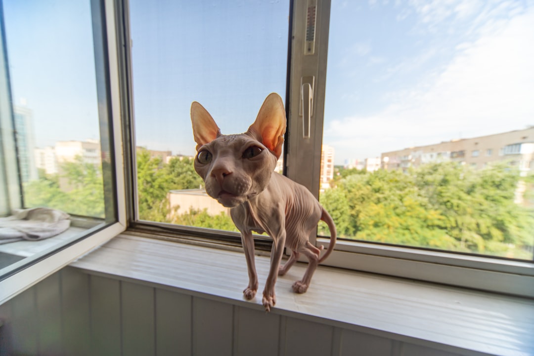 brown chihuahua on window during daytime