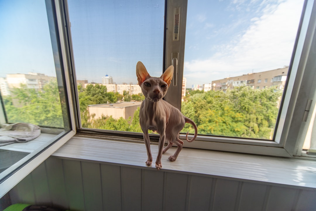 brown chihuahua on white wooden window