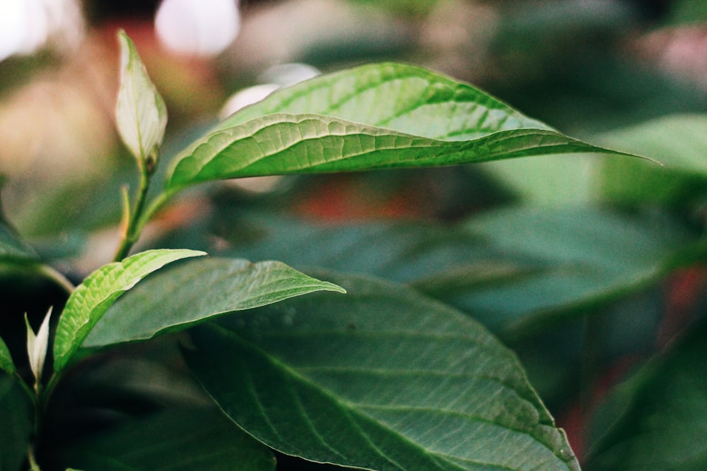 green leaf plant in close up photography