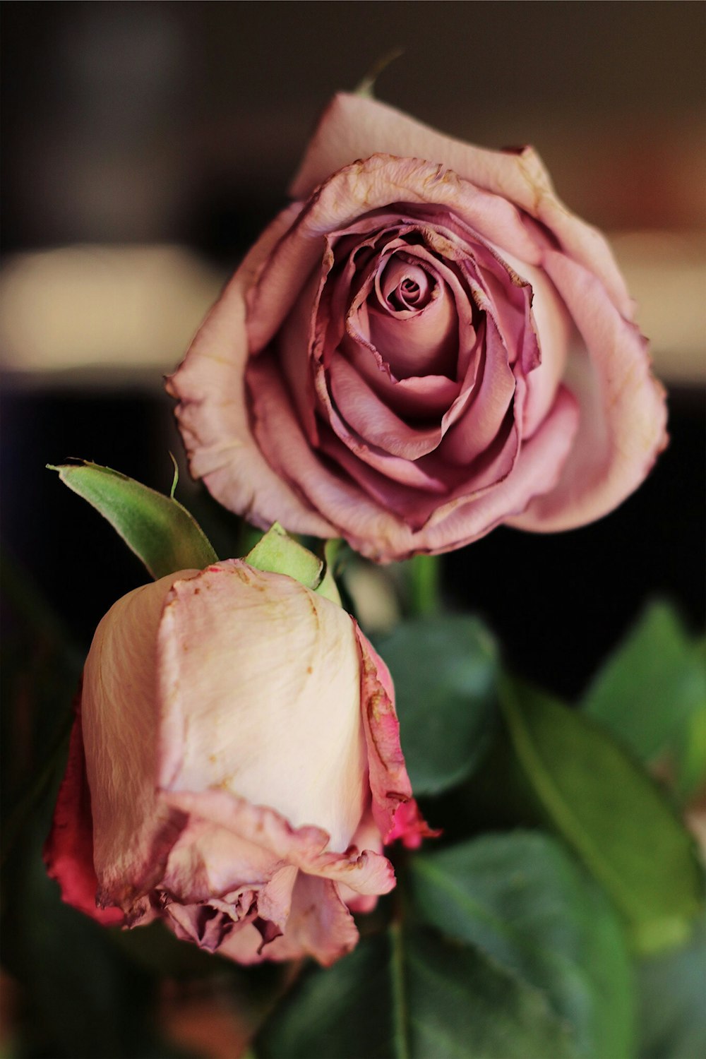 pink rose in bloom during daytime