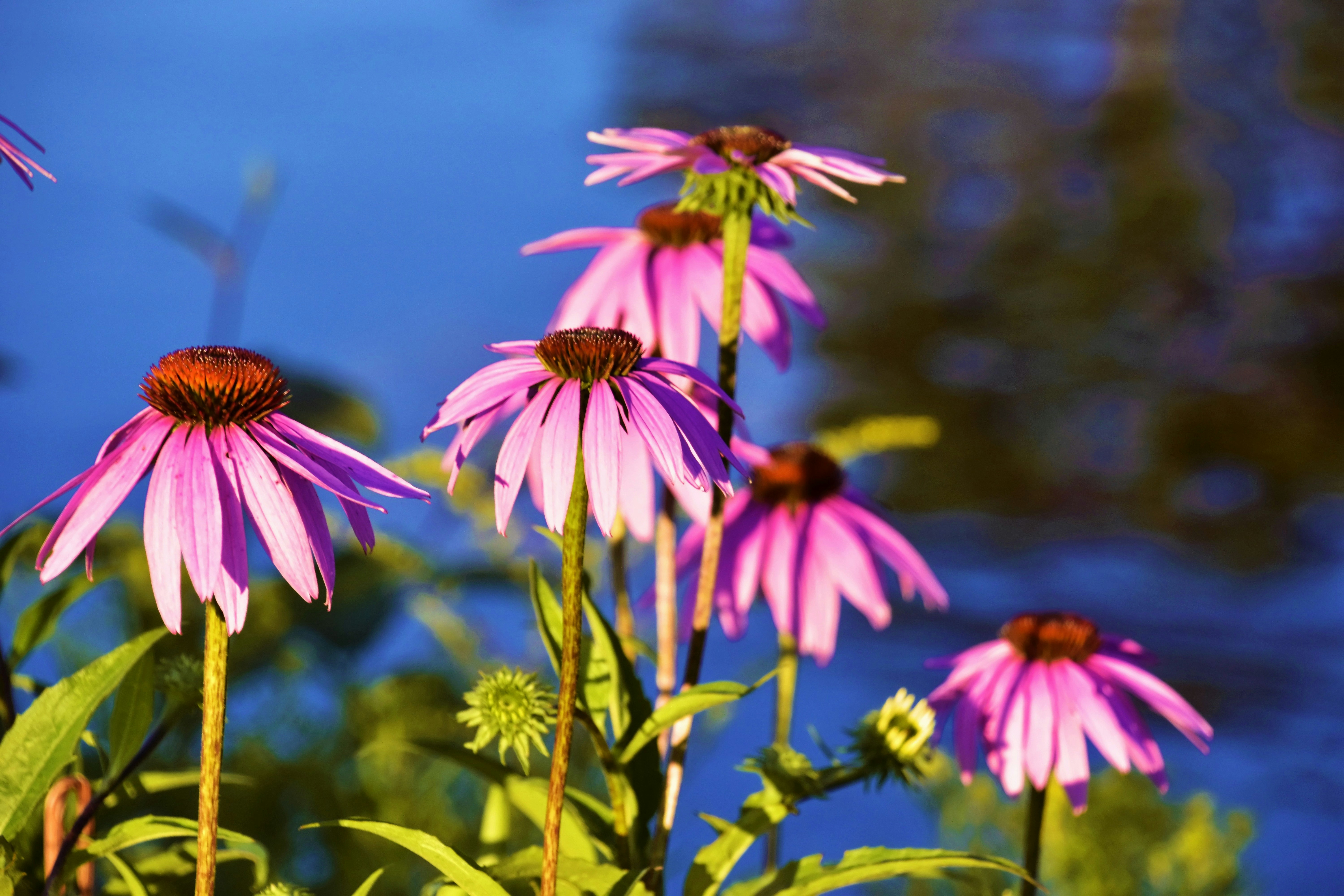 pink and yellow flower in tilt shift lens