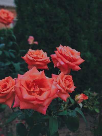 Rosas spray delicadas