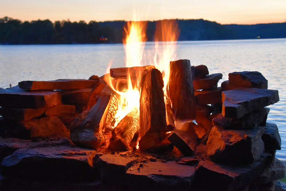 bûche de bois brun sur le bord de mer pendant la journée