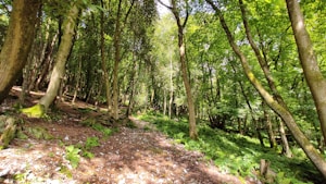 A lush, densely wooded forest with tall trees reaching skyward, their leaves forming a vibrant green canopy. Sunlight filters through, creating dappled patterns on the forest floor covered in ferns and leaves. The path is scattered with rocks and twigs, weaving through the natural landscape.