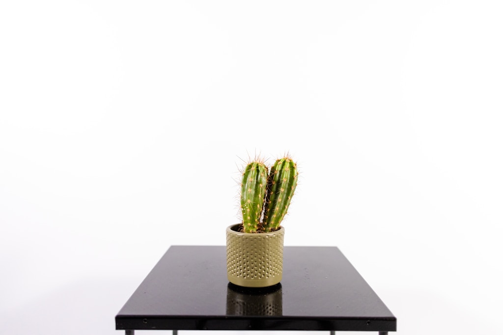 Low-Poly Succulent Planter