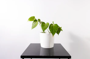 Plante verte dans un pot blanc sur une table noire