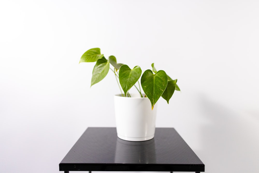 grüne Pflanze im weißen Topf auf schwarzem Holztisch