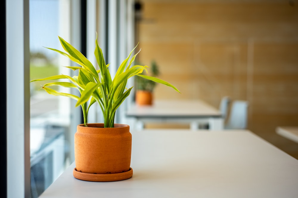 green plant on brown clay pot