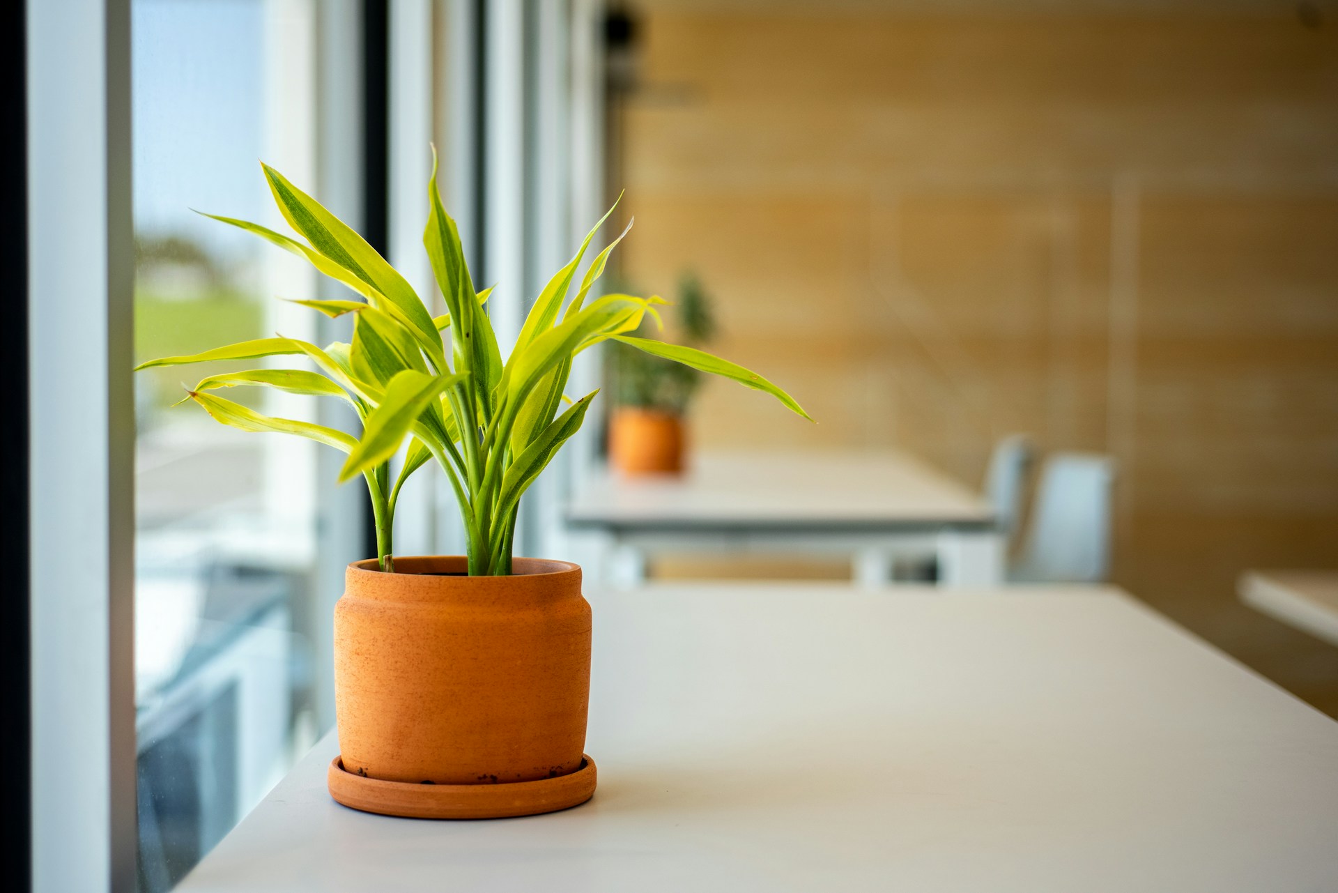 green plant on brown clay pot