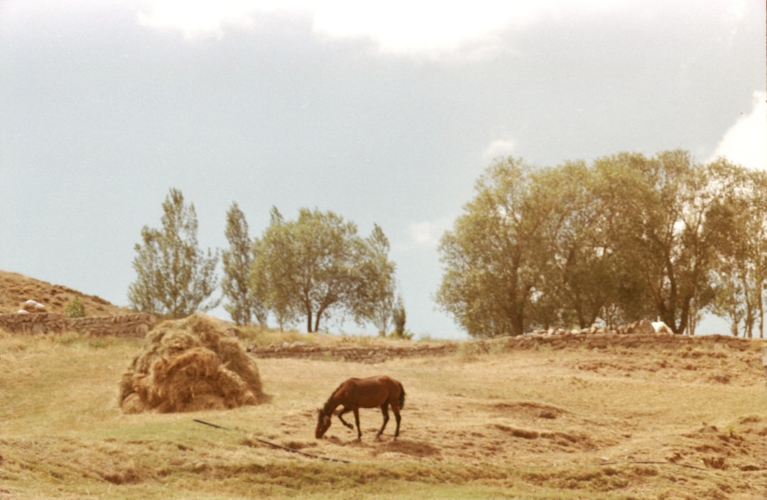 brown horse eating grass during daytime