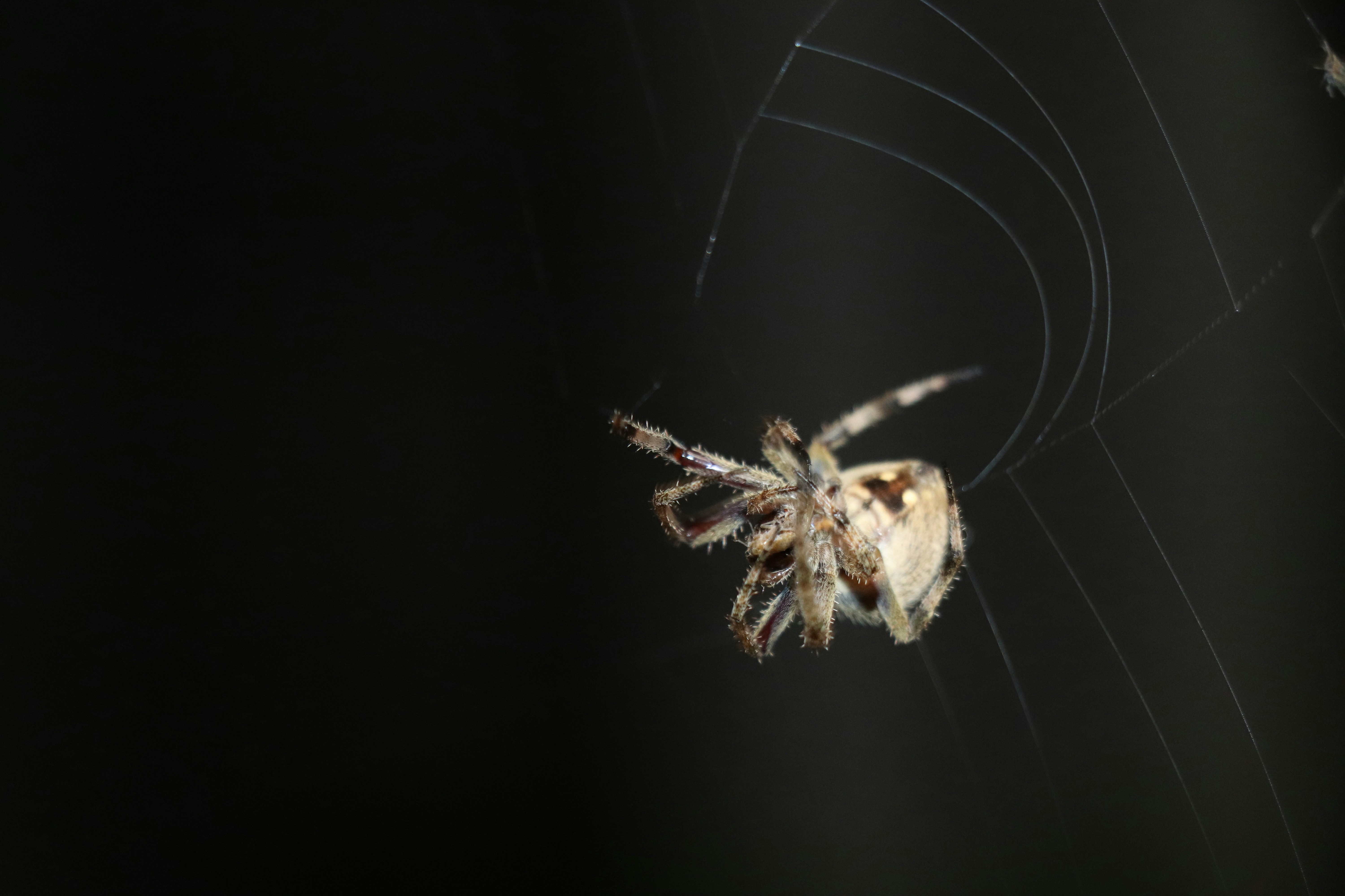 brown and black spider on web