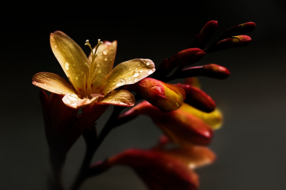 red and yellow flower in bloom