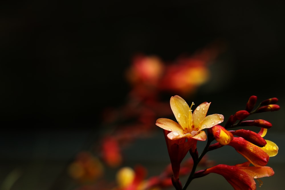 yellow and white flower in tilt shift lens