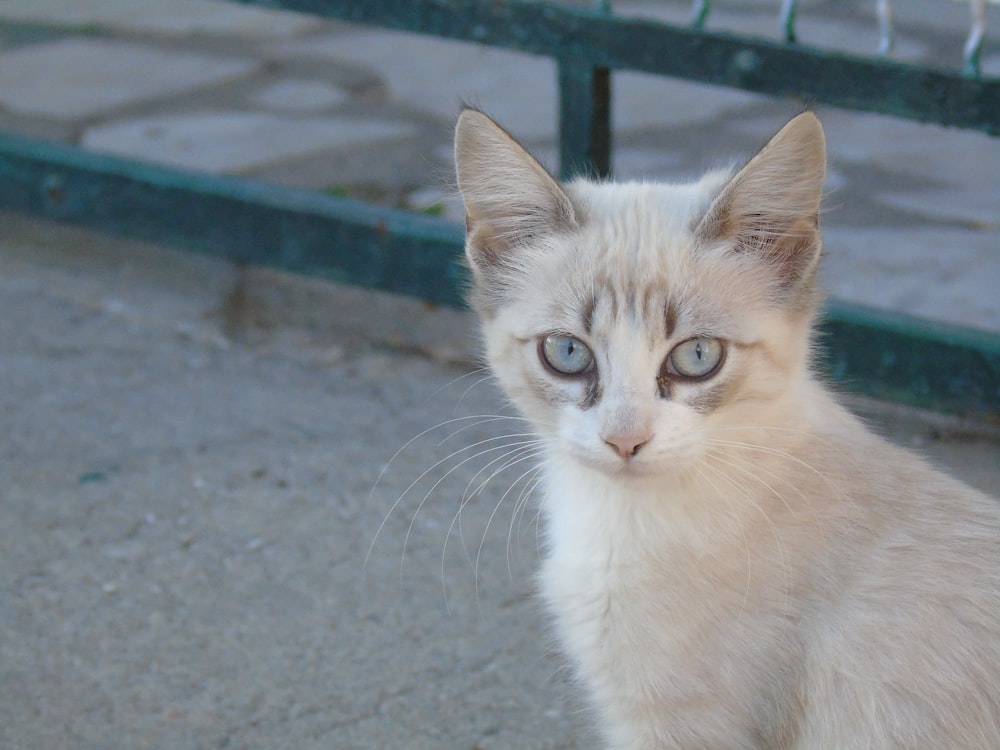 Foto Gato de pelo curto branco e marrom – Imagem de Portugal grátis no  Unsplash