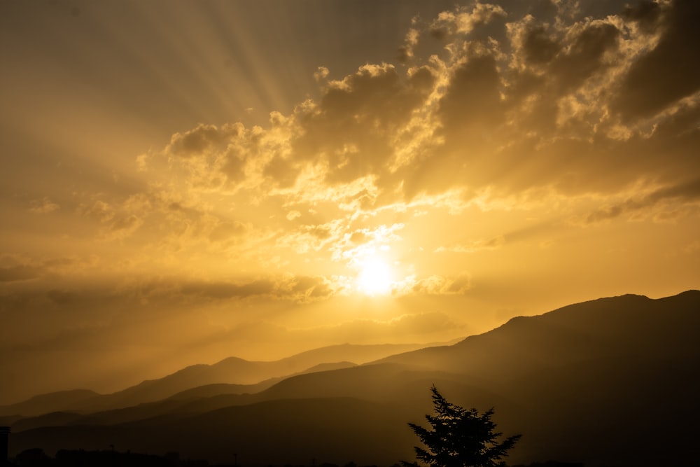 silhouette of trees during sunset