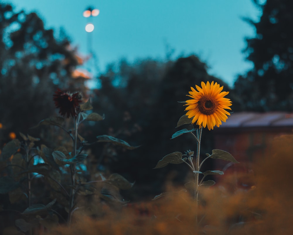 yellow sunflower in bloom during daytime