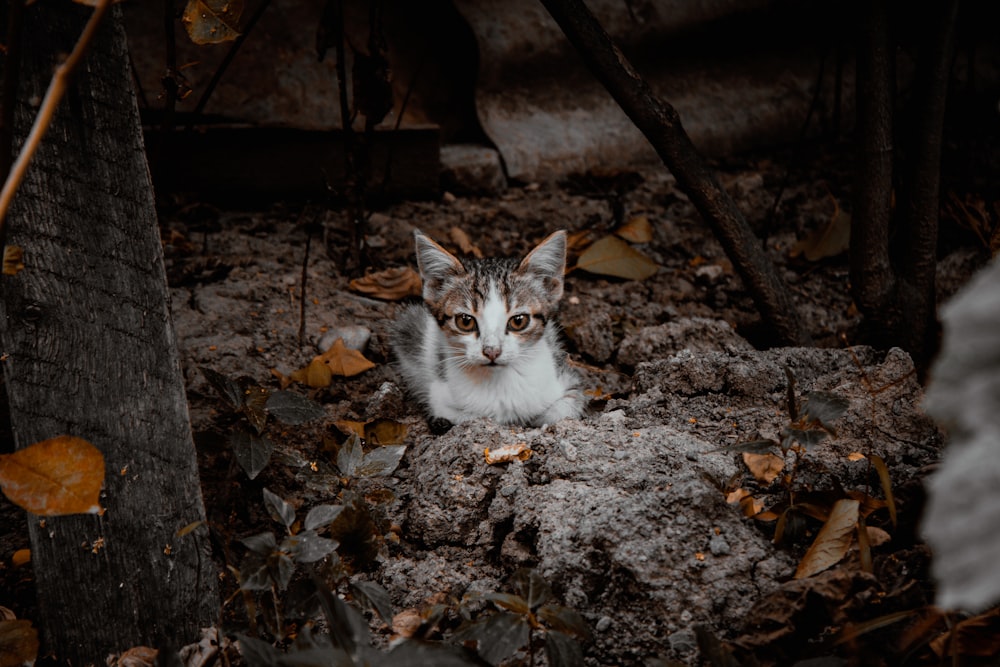 white and brown cat on ground