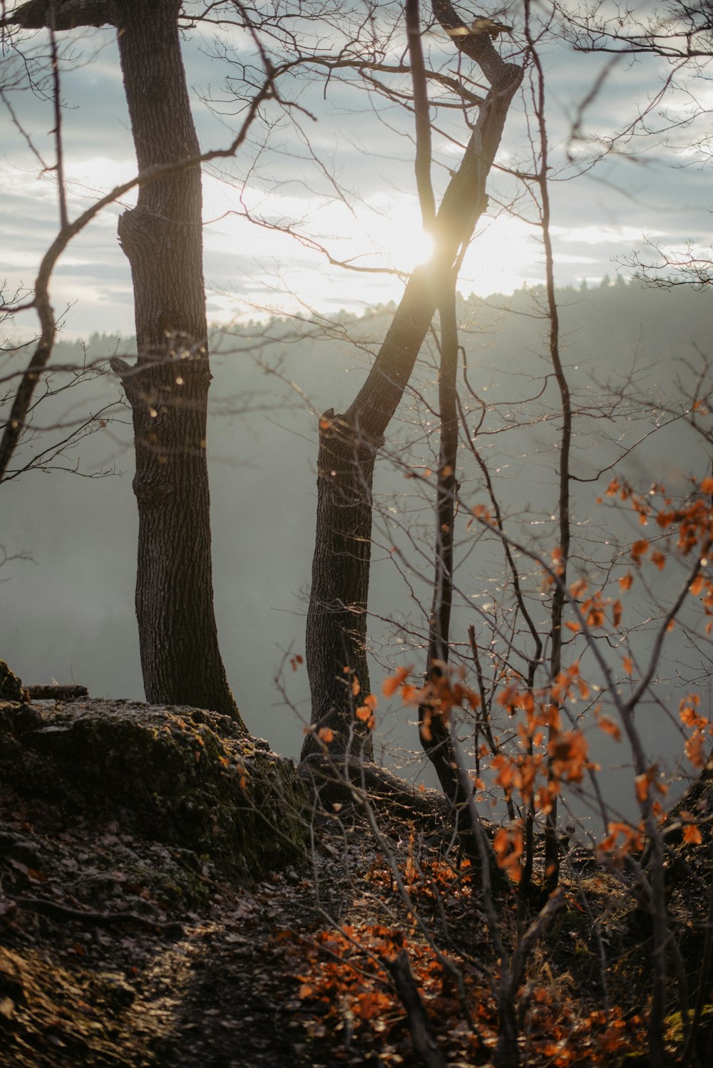 the sun shines through the trees in the mountains