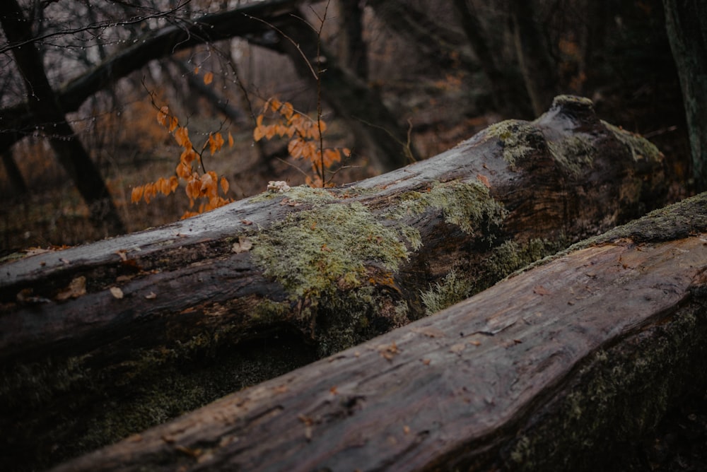 brown tree log in forest