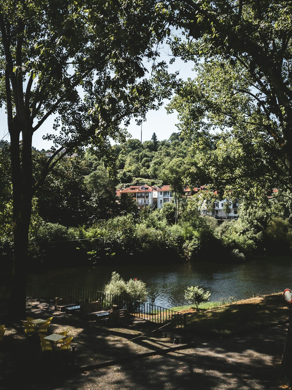 green trees beside river during daytime