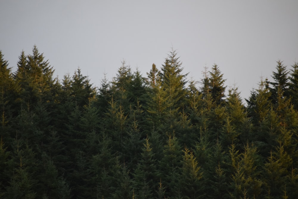 green pine tree under white sky