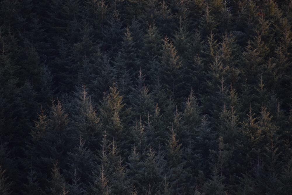 green pine trees during daytime