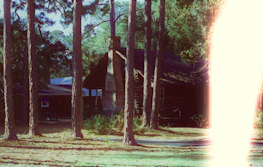 Sunlight filtering through pine trees onto a rustic cabin exterior.