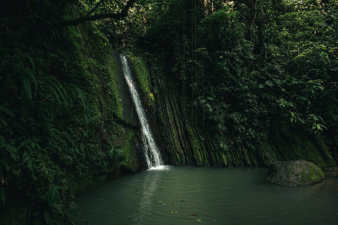 water falls in the middle of green trees