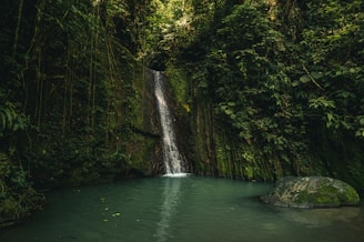 green water falls in the middle of green trees