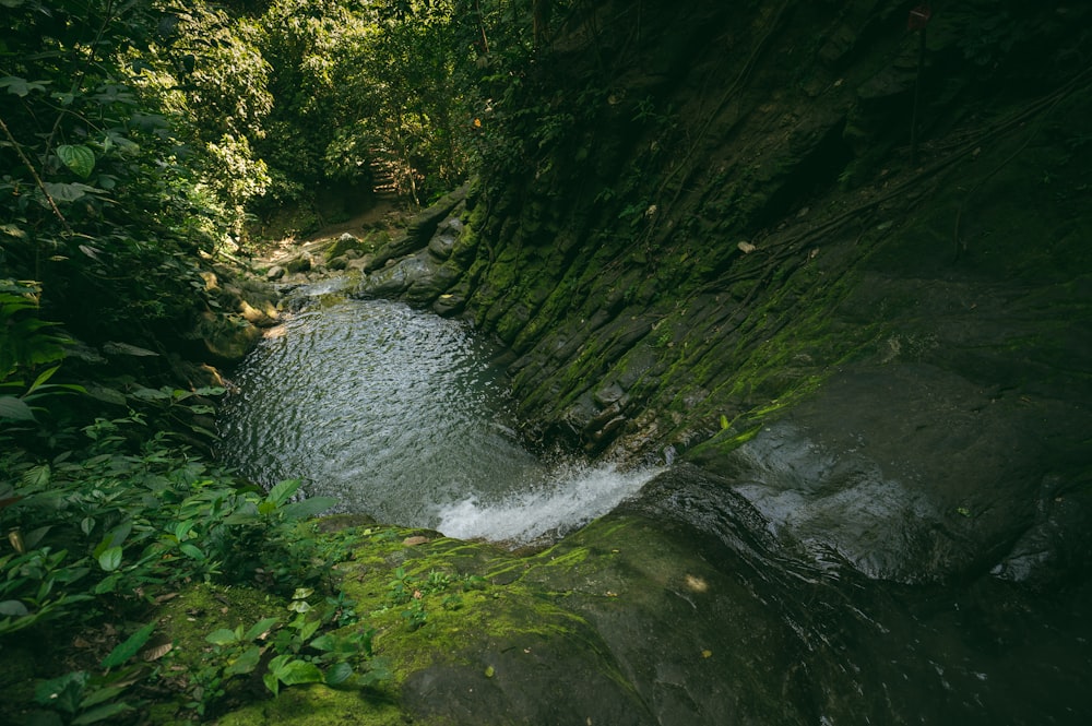 green moss on rocky river