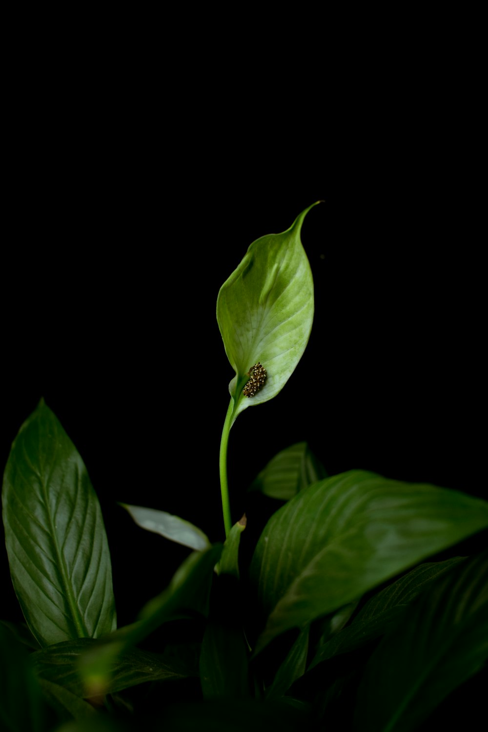 green leaf plant with black background