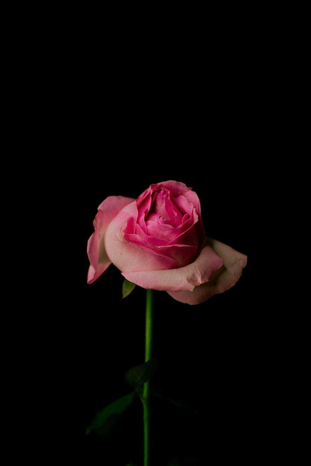 Pink rose in black background photo – Free Nature Image on Unsplash