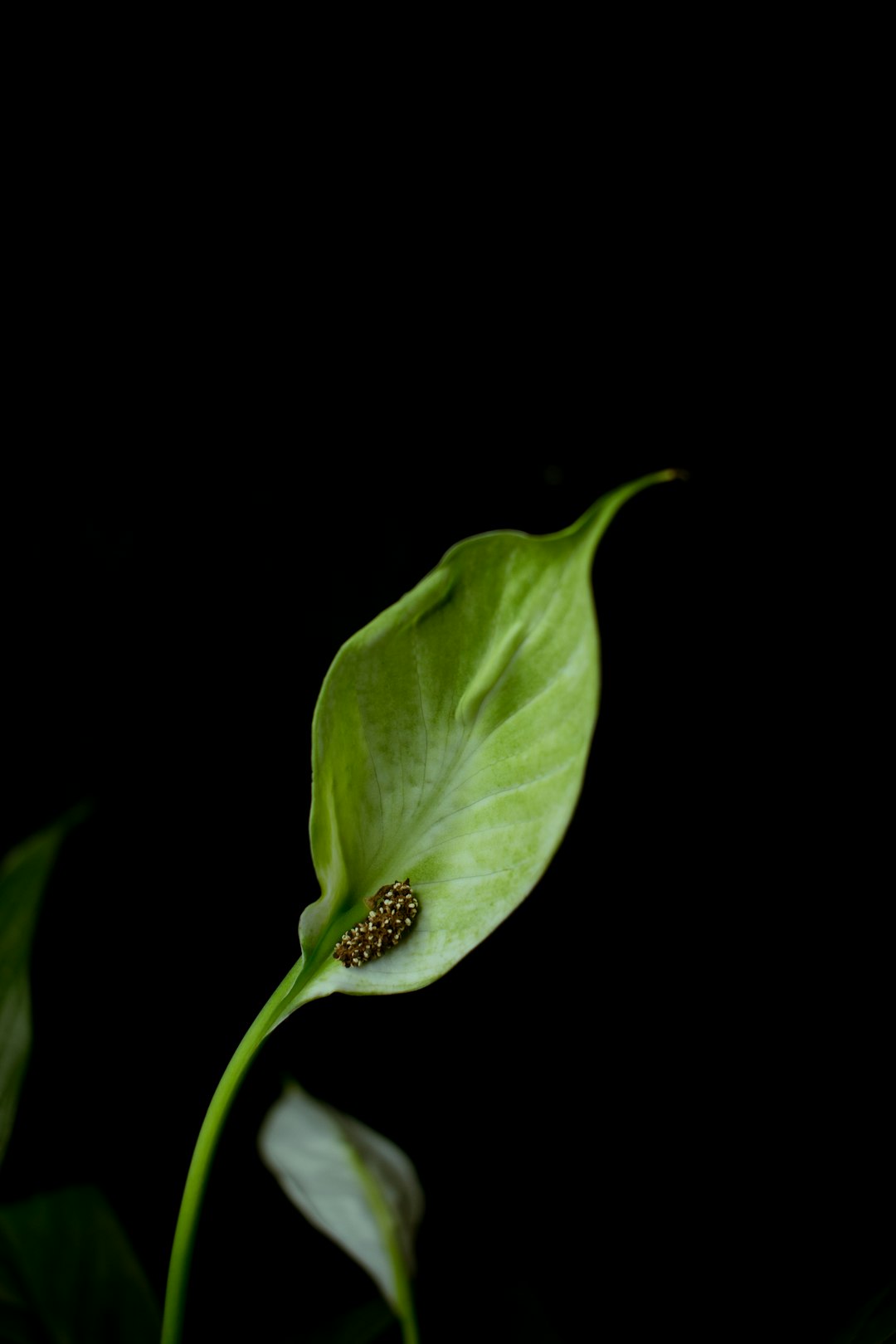 black and white bug on green leaf