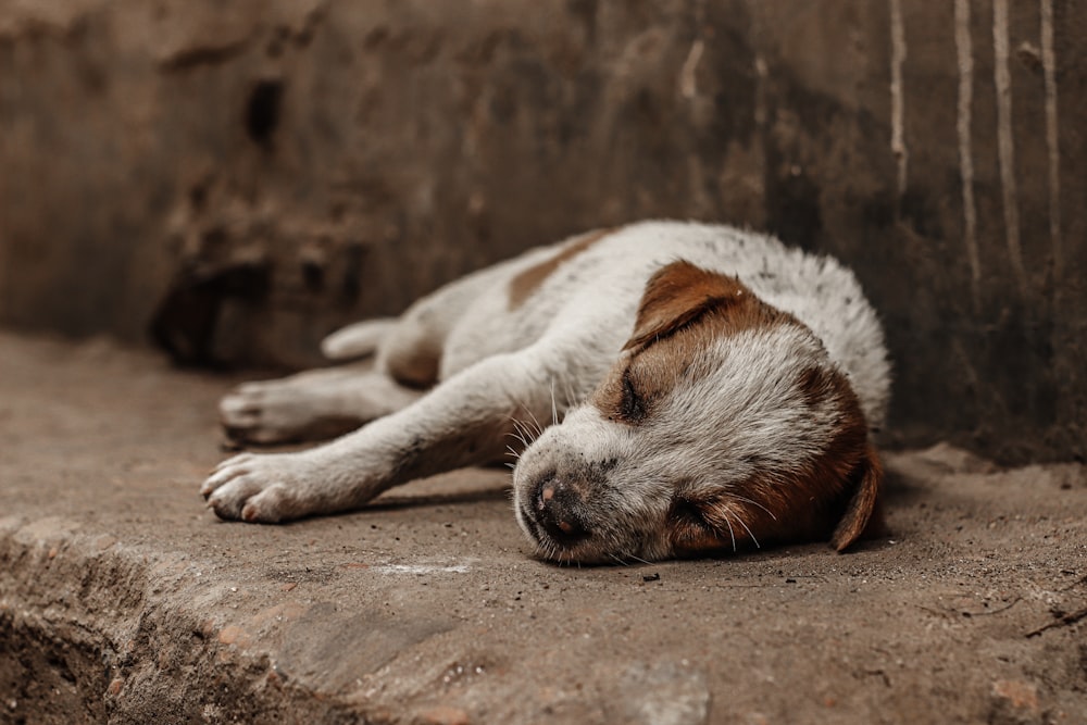 white and brown short coated dog lying on brown soil