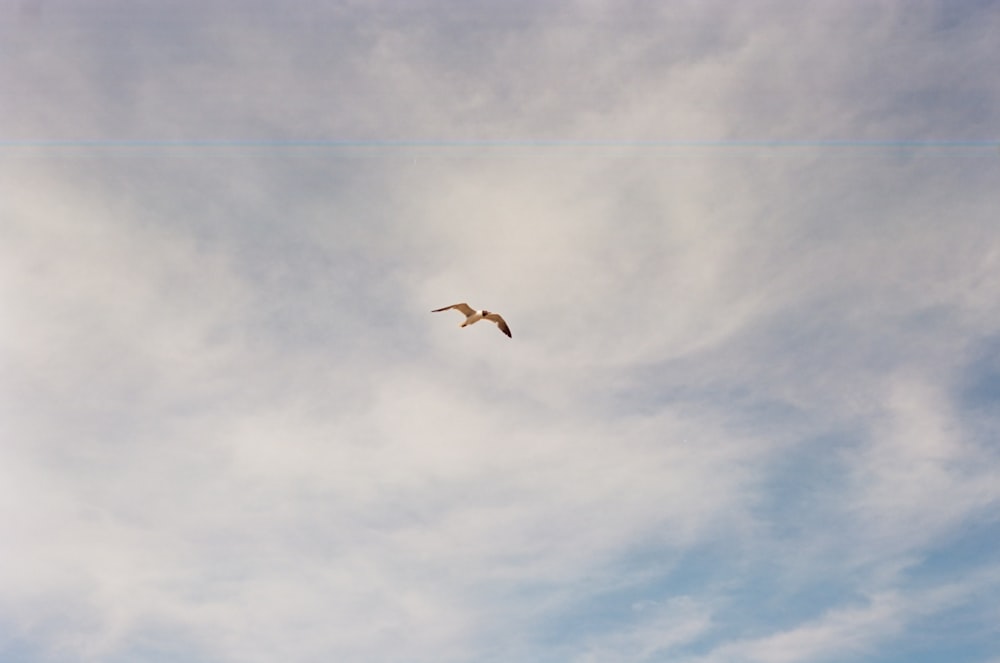 black bird flying under white clouds during daytime