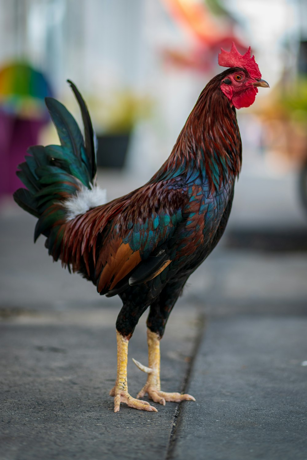 galo vermelho preto e verde