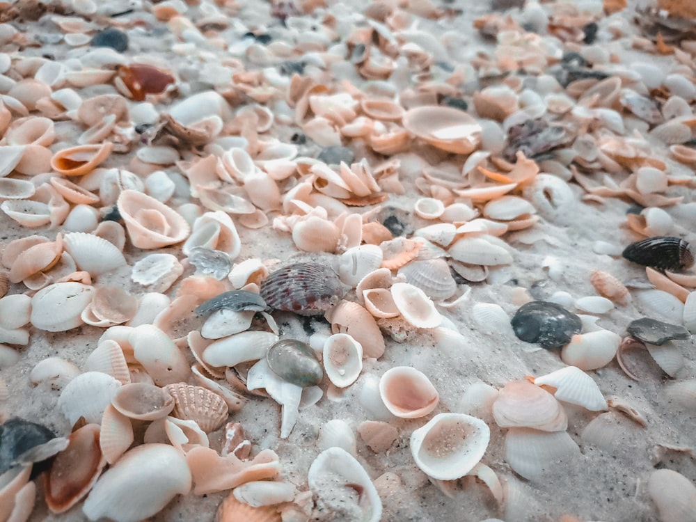 white and brown seashells on gray sand