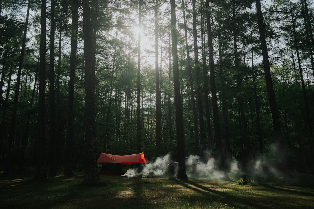 tenda vermelha no meio da floresta