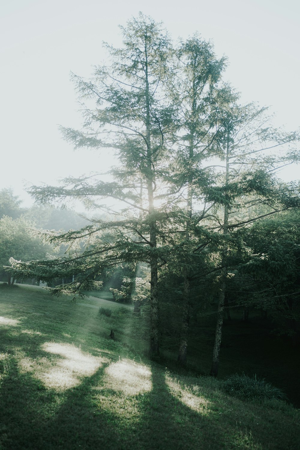 green trees near river during daytime