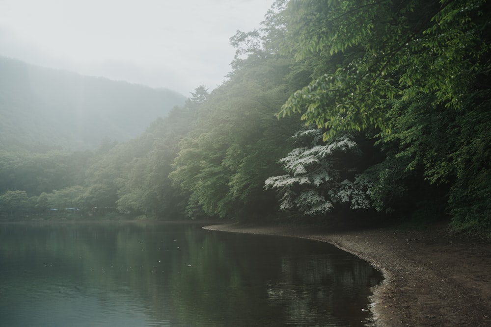 green trees beside river during daytime